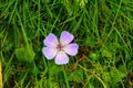 Purple wildflower with grass background