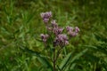 Purple wildflower growing in Minnesota Eutrochium fistulosum also called Joe-Pye weed, Trumpetweed, or Purple thoroughwort,