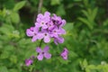 A purple wildflower, Hesperis Matronalis, also called Dame`s Rocket