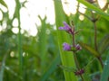 Purple wildflower - Marsh Woundwort in Wisconsin meadow