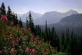 Purple wildflower mountain landscape