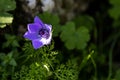 Purple wildflower