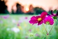 Purple Wildflower at Sunset