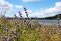 Purple wildflowers