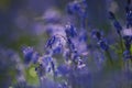 Purple Wildflowers