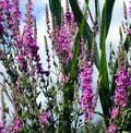 Purple wildflowers