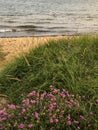 Purple wildflowers by sandy beach in Upper Michigan