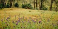 Purple Wildflowers along Numbat Hiking Trail, Gidgegannup, Western Australia, Australia