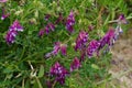 Purple Wildflowers Along a Trail
