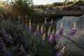 Purple wildflowers blooming in sunrise desert landscape sierra Nevada mountain range