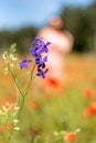 Purple wildflowers on a blurred background, grass, meadow Royalty Free Stock Photo