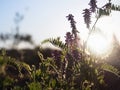 Purple wildflowers in a clearing early in the morning. Sunrise Royalty Free Stock Photo