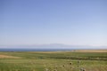 Purple wildflowers, fields, sea and mountain scenery. Lake Van, Turkey. Royalty Free Stock Photo