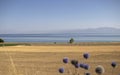 Purple wildflowers, fields, sea and mountain scenery. Lake Van, Turkey. Royalty Free Stock Photo