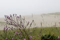 Purple wildflowers in the foreground of a foggy beach scene