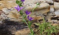 Purple Wildflowers Growing Near Large Petrified Wood Stone in Rural Texas