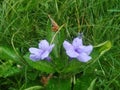 purple wildflowers growing in the yard of a house