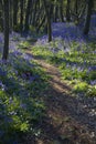 Purple Wildflowers on Path