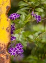Purple wildflowers and rusty yellow fence bar