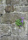 Purple Wildflowers in the Wall