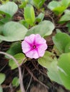 purple wildflowers