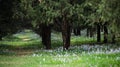 Wildflowers in the woods in spring