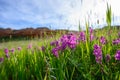 Purple Wildflowers in Wyoming Field