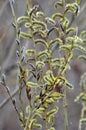 Purple willow (Salix purpurea) grows in nature Royalty Free Stock Photo