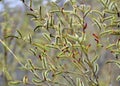 Purple willow (Salix purpurea) grows in nature Royalty Free Stock Photo