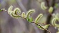 Purple willow (Salix purpurea) grows in nature Royalty Free Stock Photo