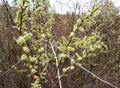 Purple willow (Salix purpurea) grows in nature Royalty Free Stock Photo