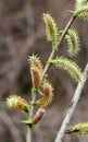 Purple willow (Salix purpurea) grows in nature Royalty Free Stock Photo
