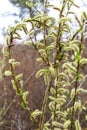 Purple willow (Salix purpurea) grows in nature Royalty Free Stock Photo