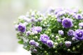 Purple Wind Chime Flower and buds.