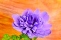 Purple Windflower on Orange 01