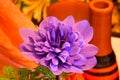 Purple Windflower on Orange 02