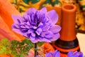 Purple Windflower on Orange 03