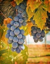 Purple Wine Grapes, California