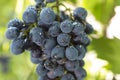 Purple wine grapes Royalty Free Stock Photo