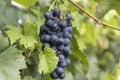 Purple wine grapes Royalty Free Stock Photo