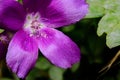 Purple Winecup (callirhoe involucrata) open with Stamen and poll