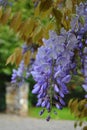 Purple wisteria