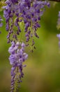 Purple wisteria blooms against green background Royalty Free Stock Photo