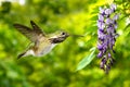 Purple wisteria blooms with Hummingbird