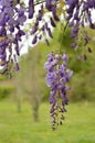 Purple wisteria blooms in vertical orientation against green background Royalty Free Stock Photo