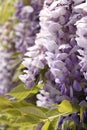Purple wisteria close-up