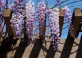 Purple Wisteria blossom at UCSD