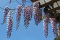 Purple Wisteria blossom at UCSD