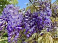 Purple Wisteria Flower Clusters