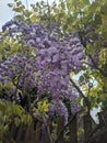 Purple Wisteria flowering spring plant under clear blue sky